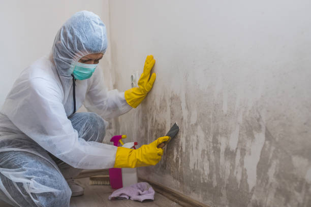 Best Mold Removal Process  in Loudonville, NY