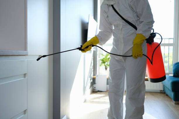 Best Attic Mold Removal  in Loudonville, NY