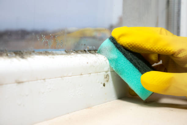 Professional Mold Removal in Loudonville, NY