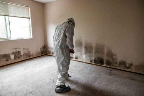 Best Mold Removal Company Near Me  in Loudonville, NY